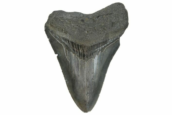 Serrated, Juvenile Megalodon Tooth - South Carolina #183101